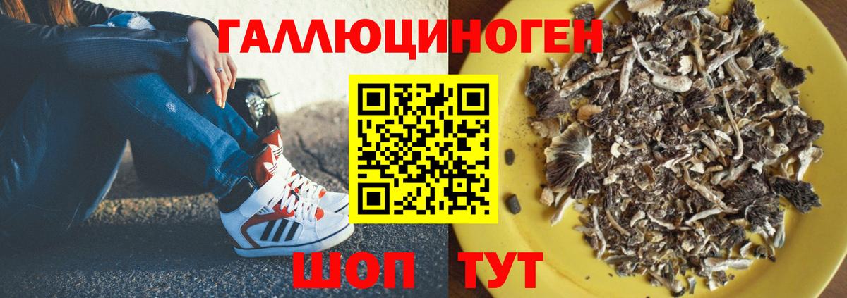 Галлюциногенные грибы Psilocybine cubensis Биробиджан